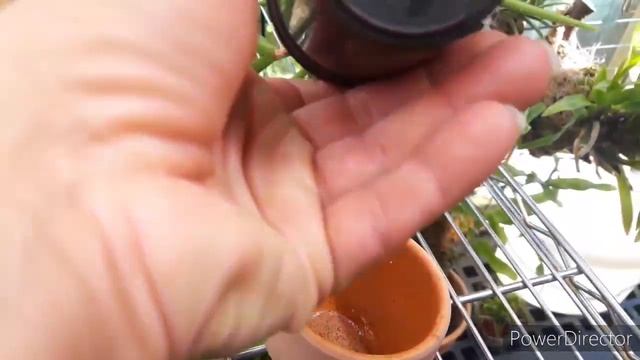 Орхидеи на блоке и в горшке. Как растут. Encyclia adenocaula смотреть онлайн