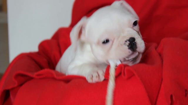 Жадный и голодный французский бульдог/Hunger games with a french bulldog смотреть онлайн