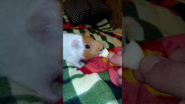 Приручаю морскую свинку смотреть онлайн