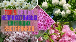 ТОП 5 САМЫХ НЕПРИХОТЛИВЫХ ЦВЕТУЩИХ КУСТАРНИКОВ.👍