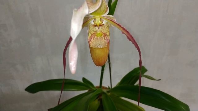 Phragmipedium Grande (caudatum X Longifolium)