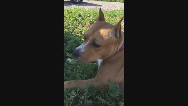 Амстафф Тара кушает травку смотреть онлайн