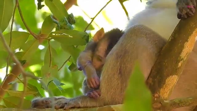 Lion Provokes Giant Gorilla When Attack Baby Gorilla - Lion Subjectively Receive a Disastrous Defea смотреть онлайн