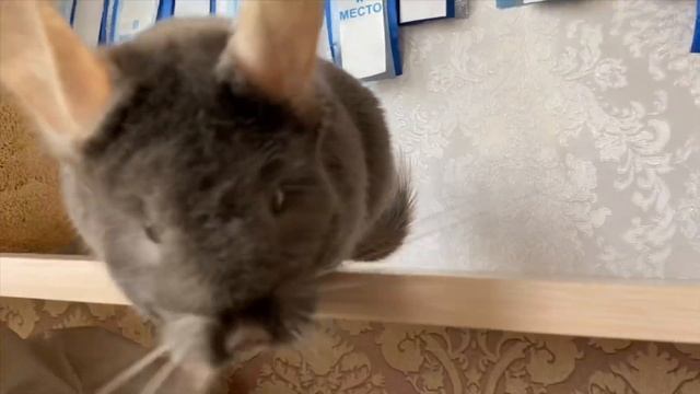 Окрасы шиншилл и какие они бывают? смотреть онлайн