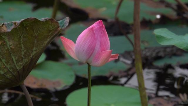 Piano Music, Bird Sounds, Lotus Flower For Sleep Relaxing #89 ► Calming Music | Meditation Music смотреть онлайн