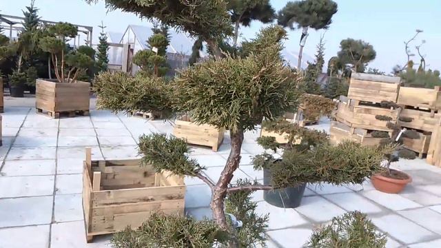 ФОРМИРОВАННЫЕ ХВОЙНЫЕ НИВАКИ смотреть онлайн