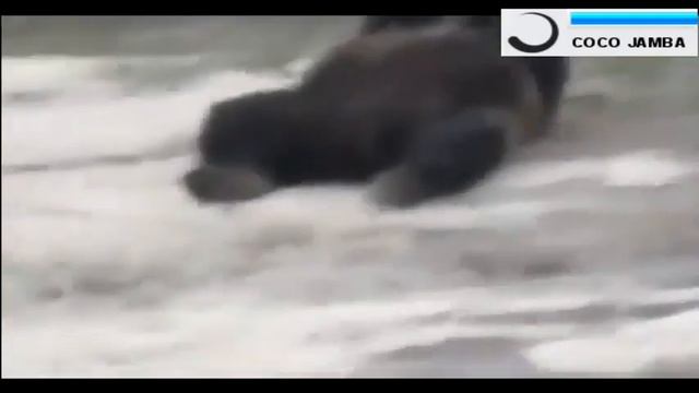 Медведь и банка сгущенки смотреть онлайн