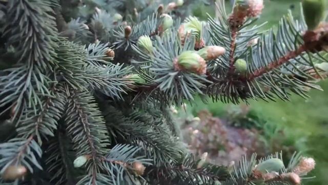 Новые иголки отрастили ёлки, приятны на ощупь, совсем не колки. смотреть онлайн