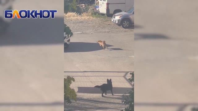 «Мы обратимся в полицию»: волгодонцы недовольны прикормленной стаей собак возле дома смотреть онлайн