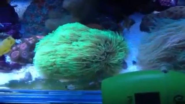 Star polip смотреть онлайн