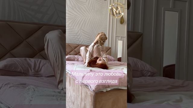 #maltipoo #мальтипу #минисобачки #maltipoopuppy #dogs #питомник #щенки #puppy #doglovers смотреть онлайн