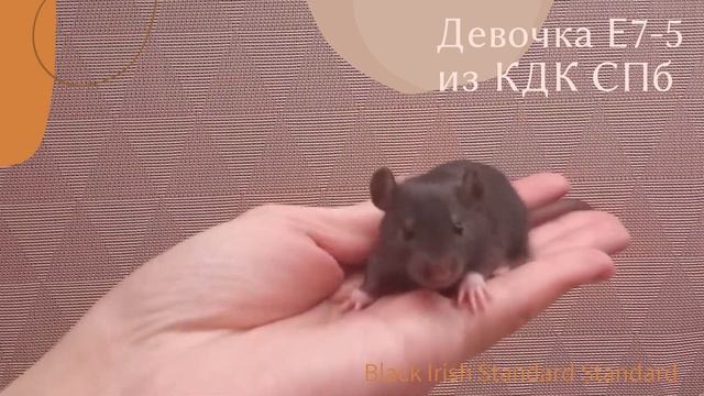 Девочка Е7-5 смотреть онлайн