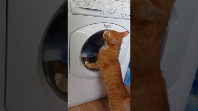 Котик полоскун смотреть онлайн