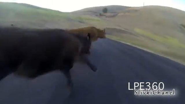 Lamborghini врезается в корову смотреть онлайн