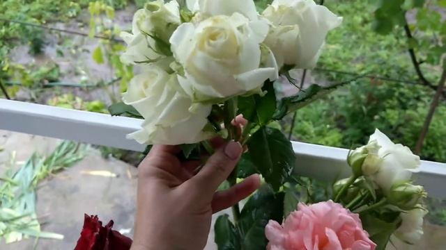 Цветы :роза Полька,роза Аваланж,роза Валентино#цветы#розааваланж,#розаполька#розавалентино смотреть онлайн