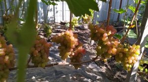 Красавчик и Подарок Никополю  ( Писанка О.М) -  вкуснейший мускатный виноград!!!