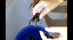 Речные раки