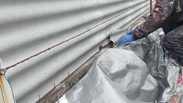 Укрываю виноград на зиму. 2023г. смотреть онлайн