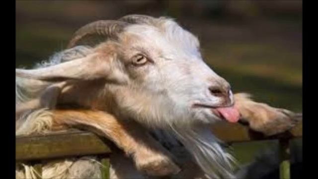 Goat Simulator Bonus Track 5 Minute Loop смотреть онлайн