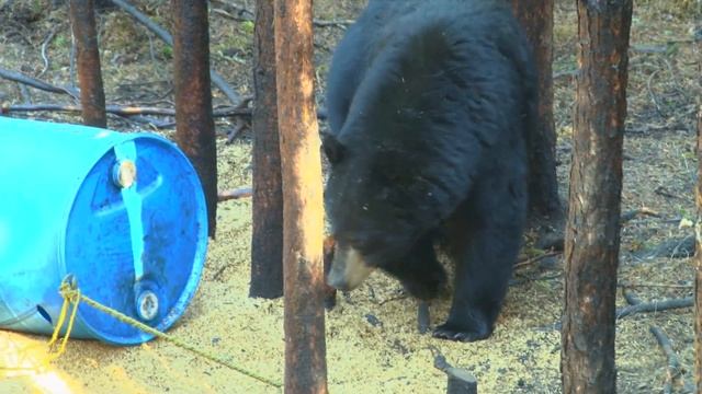 Giant Spring Black Bears In Saskatchewan