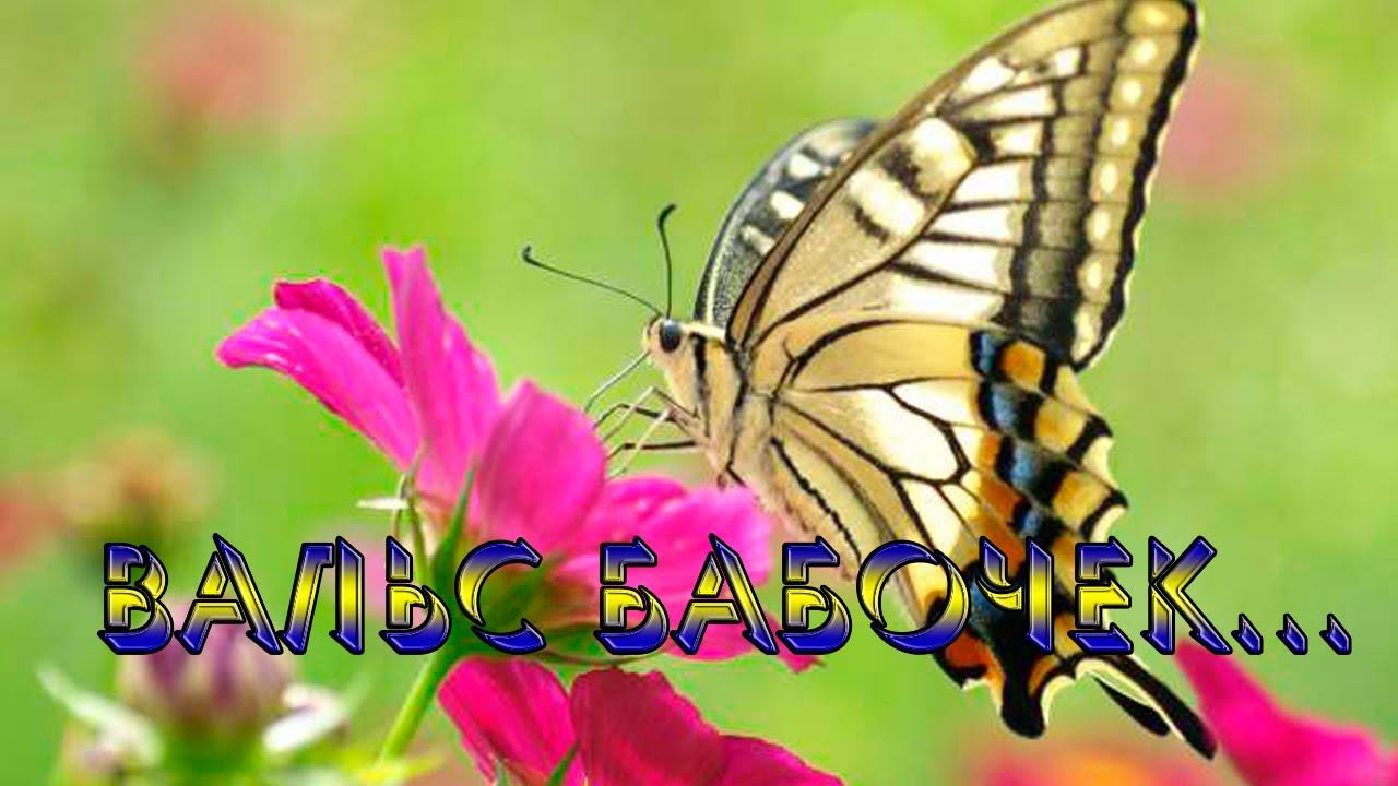 Вальс бабочек*