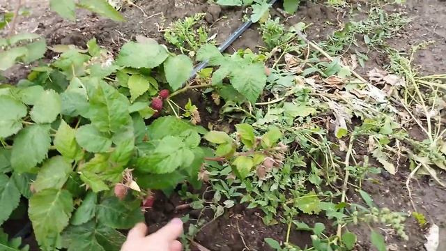 Малина Нижегородец - чемодан без ручки. Обзор сорта первого года плодоношения в пригороде Воронежа. смотреть онлайн