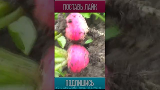 Шоу и Концерты