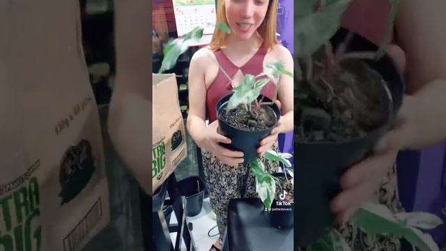 Unboxing My Syngonium Albo...