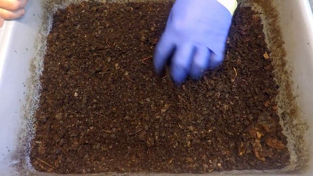 Mixed worm bin at day 160 after 4 weeks of foraging - vermicompost смотреть онлайн