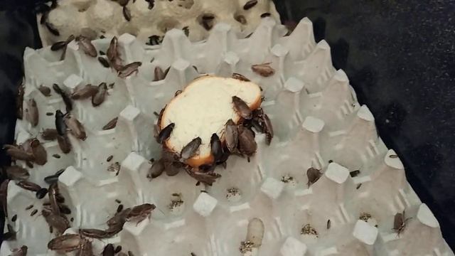 Тараканы едят хлеб смотреть онлайн