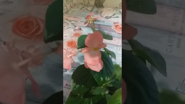 Минимум ухода и непрерывное цветение😘бегония вечноцветущая смотреть онлайн