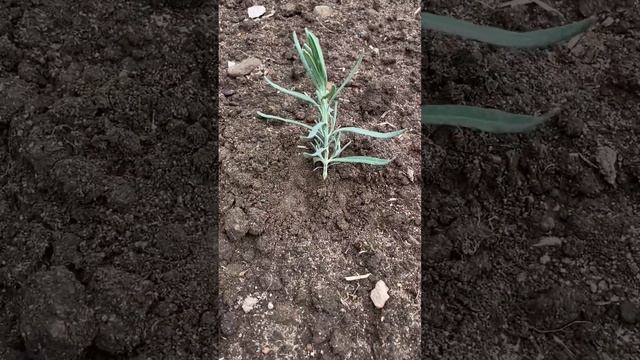 Ландшафтная гармония