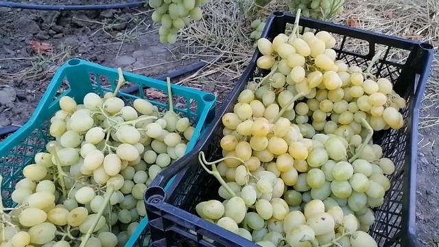 Ранние и ранне -средние сорта винограда .Часть 7:Казанова,Сенатор Бурдака,Ландыш,... смотреть онлайн