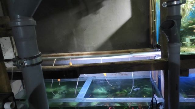 Переехали гурами в дом... смотреть онлайн