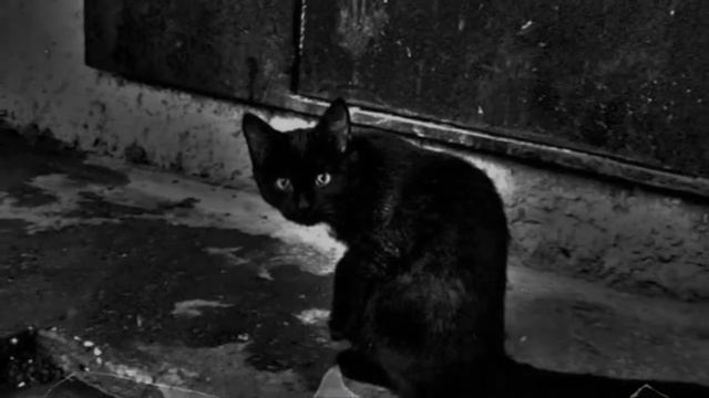 О кошке и ее человеке смотреть онлайн