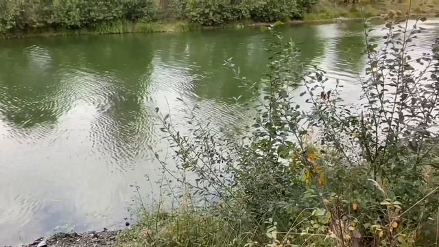 КУБАНСКИЕ КЛОНЫ СЛЕДУЮТ ПО ПЯТАМ УРАЛОЧКИ. ОЛЮНЯ И КОТЮНЯ.