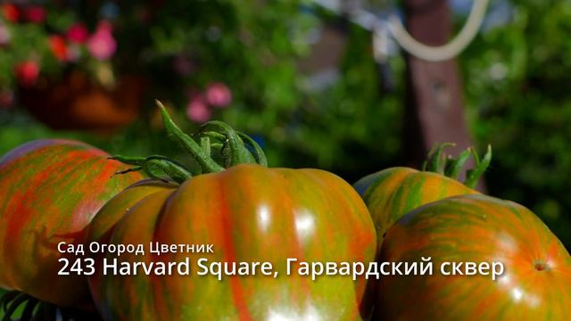 243 Harvard Square, Гарвардский сквер, Видеообзор экзотических томатов #Сорттомат смотреть онлайн