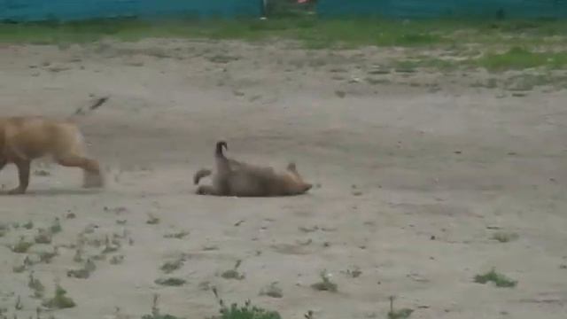 Каир, Карай и Ка-Яна-1 смотреть онлайн