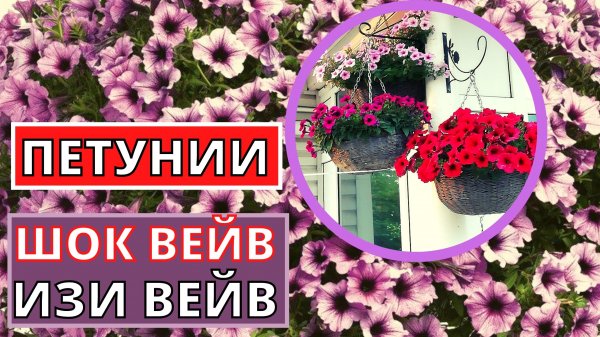 ПЕТУНИЯ серии Шок вейв и Изи вейв особенности выращивания