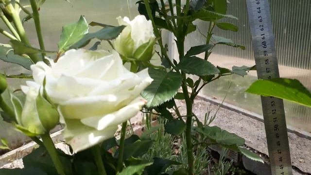 #роза #Аваланж /Чайно-гибридная роза Аваланж (лат. Rose Avalanche), выращенная в теплице. Сезон 201