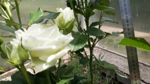 #роза #Аваланж /Чайно-гибридная роза Аваланж (лат. rose Avalanche), выращенная в теплице. Сезон 201