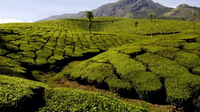 Рослинний світ Австралії. смотреть онлайн