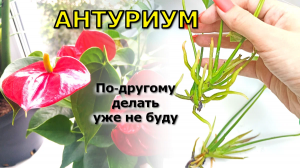 Как укоренить АНТУРИУМ (размножение, обновление). Самый ПРОСТОЙ способ