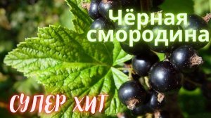 Супер Хит! Чёрная смородина!