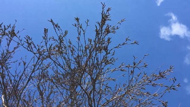 Downy Birch (Betula pubescens) - branches & catkins - March 2018 смотреть онлайн