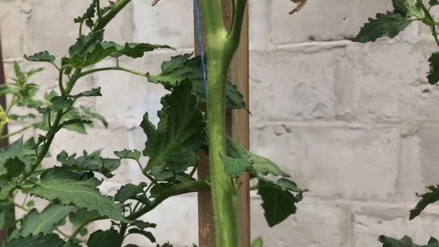 Мои высокорослые томаты в открытом грунте в начале июля 2020 смотреть онлайн