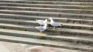 Видео не доступноо