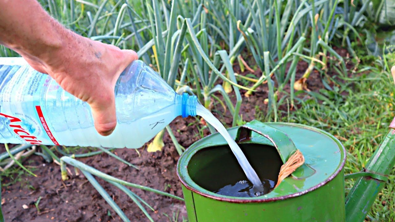 Не спешите копать лук! Последняя подкормка максимально увеличит размер головок и срок хранения! смотреть онлайн
