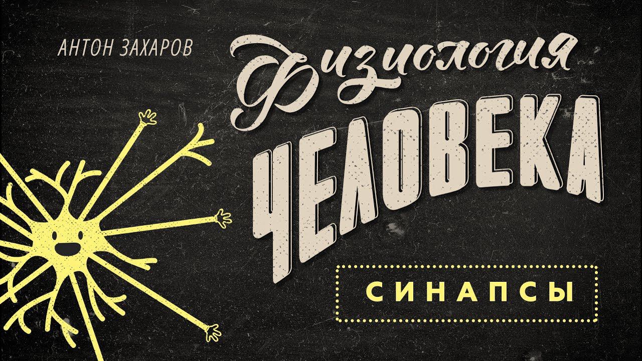 3. Синапсы. Физиология человека - 8 класс смотреть онлайн