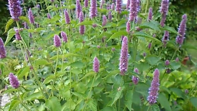 НА ДАЧЕ)ЛИЛЕЙНИКИ) ПЛАТИКОДОН )РУДБЕКИЯ) ЛОФАНТ) смотреть онлайн